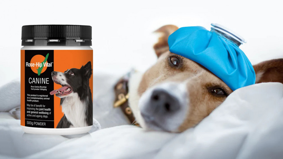 Does Rose-Hip Vital® Canine Interact with Other Medications?