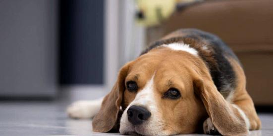 How to Spot Inflammation in Your Dog