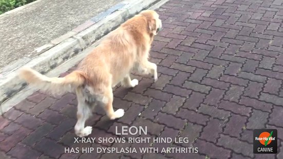 Rose-Hip Vital® Canine Success Story - Leon